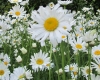 Blumen-Workshop